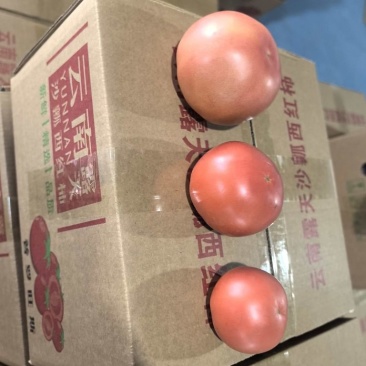 普罗旺斯番茄一件代发