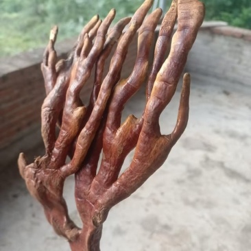 灵芝，鹿角灵芝