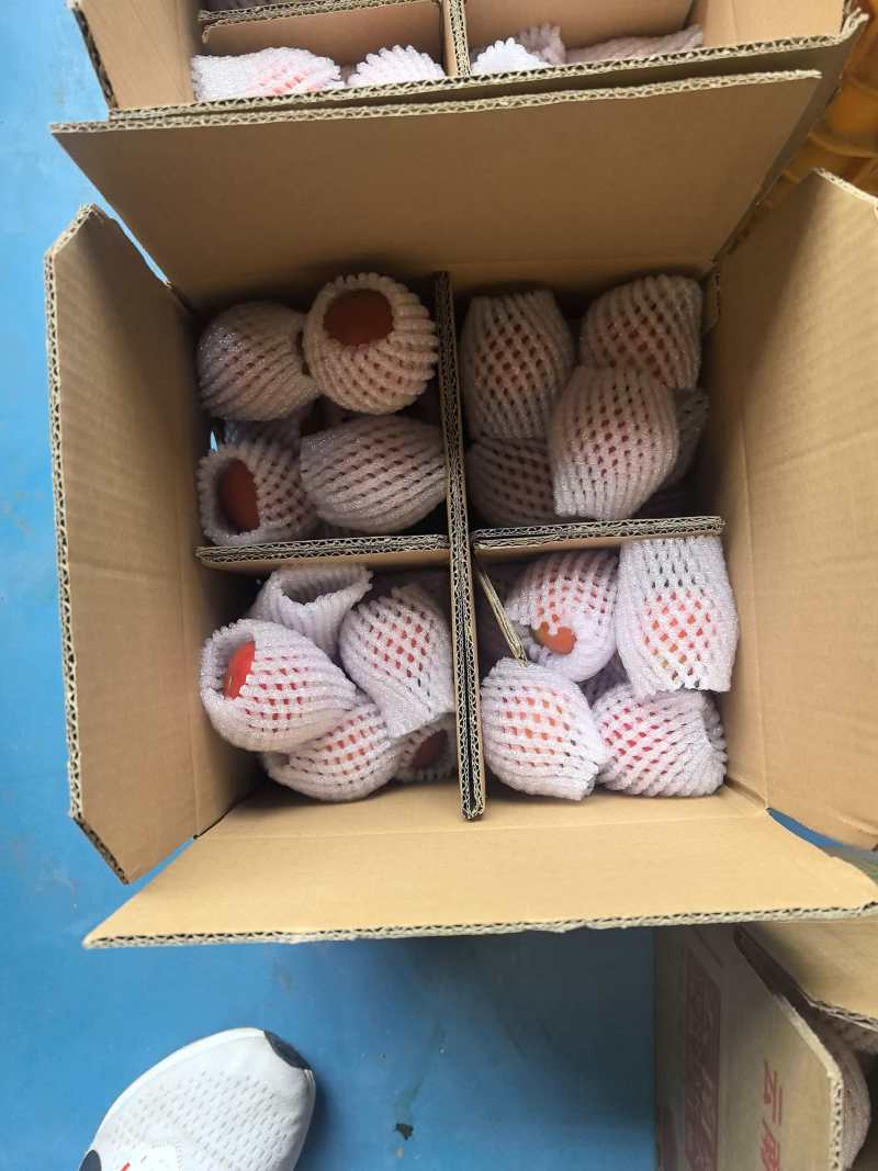 普罗旺斯番茄一件代发
