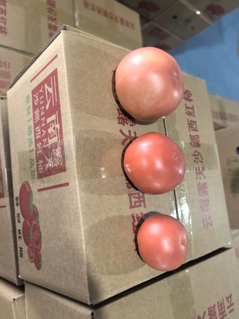普罗旺斯番茄一件代发