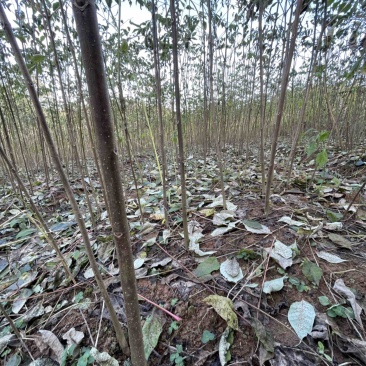 便宜处理，甩卖，黄柏苗厚皮川黄柏苗一手货源基地直供
