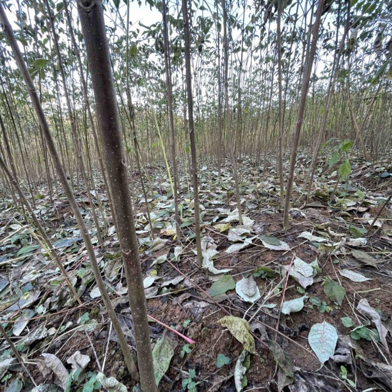 便宜处理，甩卖，黄柏苗厚皮川黄柏苗一手货源基地直供