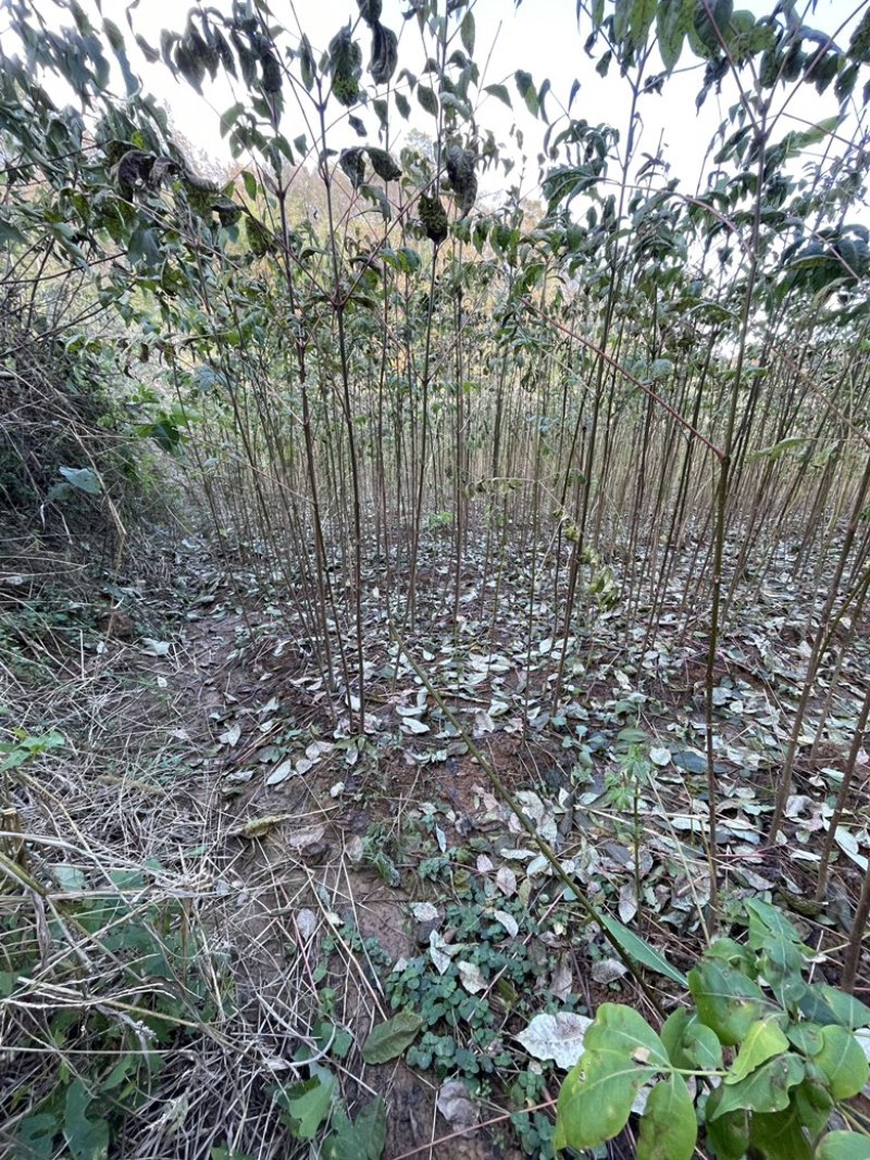 便宜处理，甩卖，黄柏苗厚皮川黄柏苗一手货源基地直供