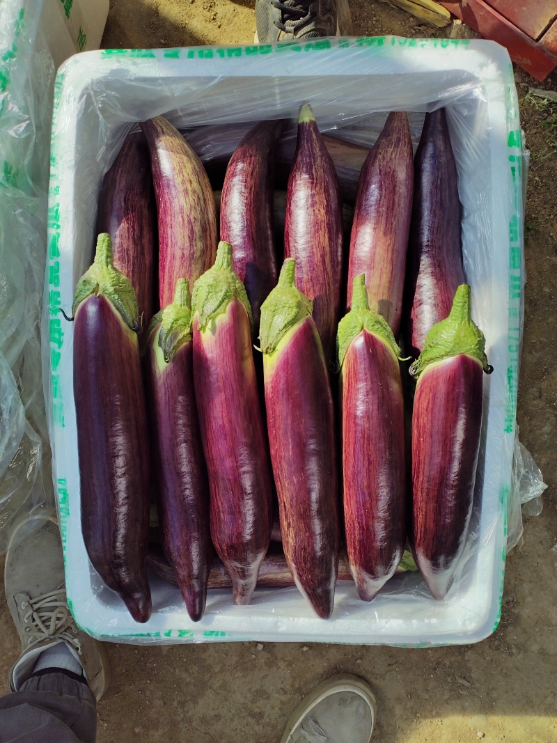 精品面包茄冰川茄
