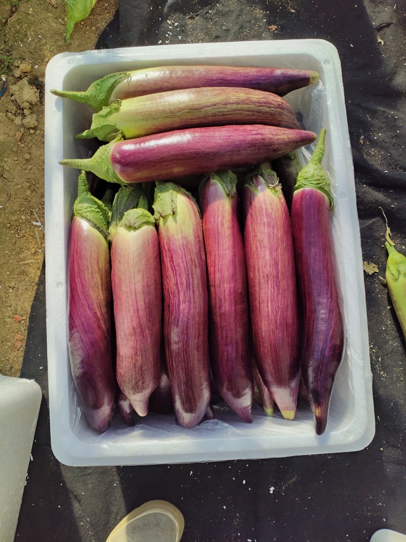 精品面包茄冰川茄