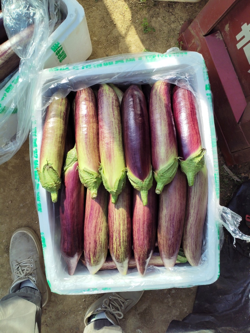 精品面包茄冰川茄