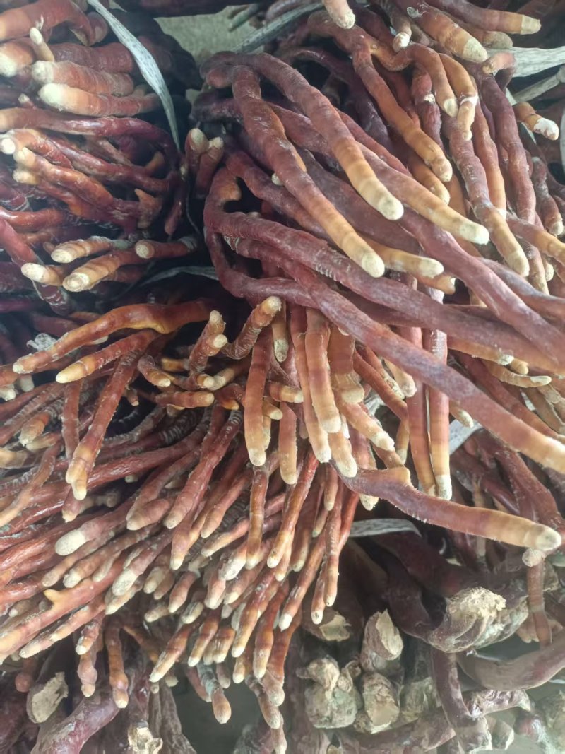 灵芝，鹿角灵芝