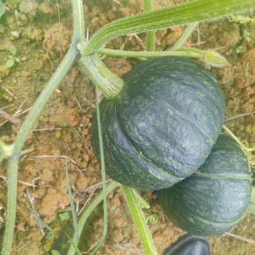 板栗南瓜贝贝南瓜大量上市