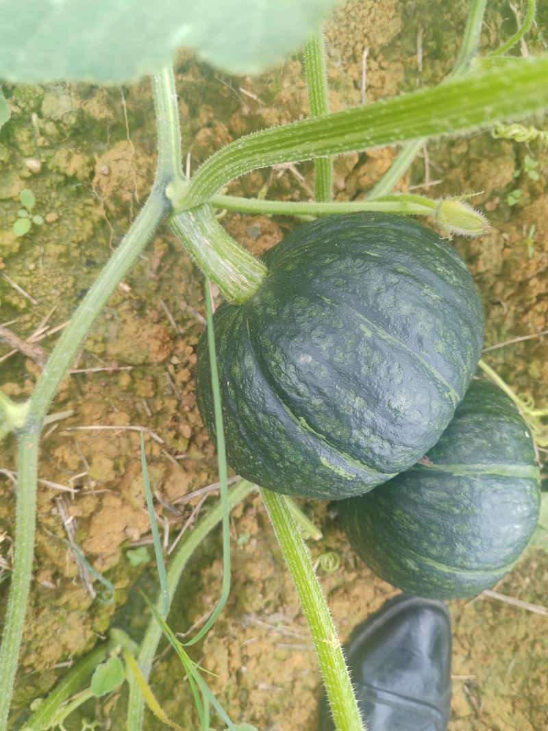 板栗南瓜贝贝南瓜大量上市