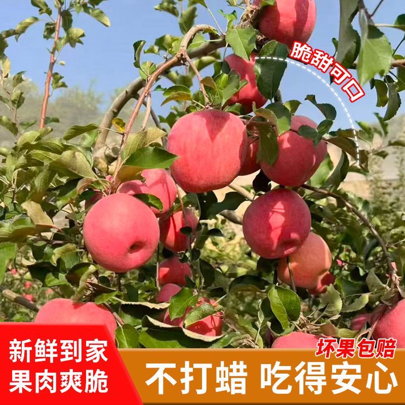 山西临汾乡宁县红富士苹果个大饱满脆甜多汁