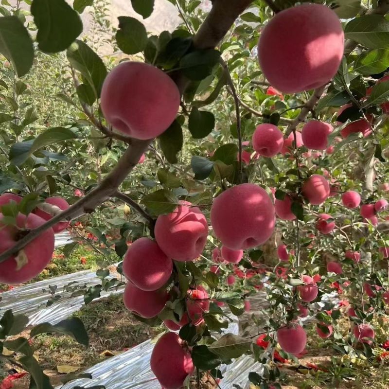 山西临汾乡宁县红富士苹果个大饱满脆甜多汁