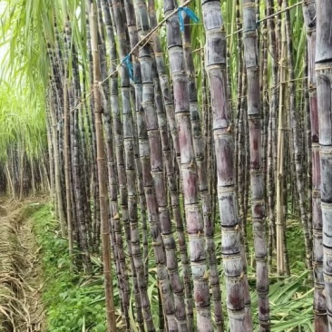 广西黑皮甘蔗大量上市，大量供应市场，有需要的老板可以联系