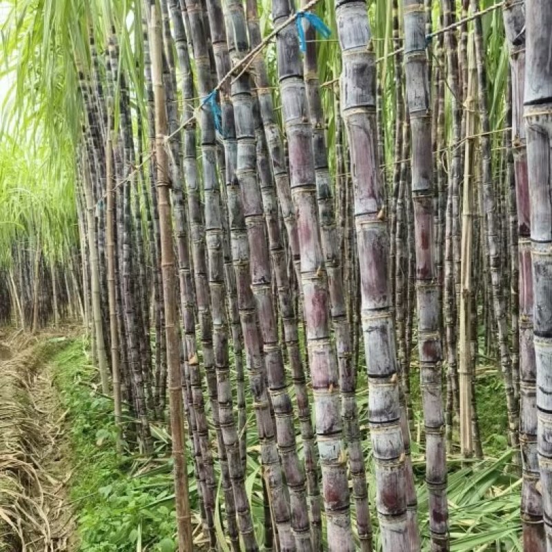 广西黑皮甘蔗大量上市，大量供应市场，有需要的老板可以联系
