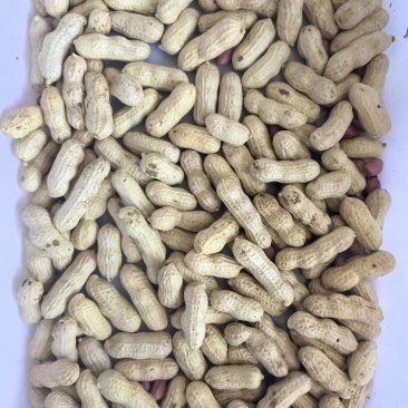 新货干花生代壳新鲜吃法多样量充足发全国