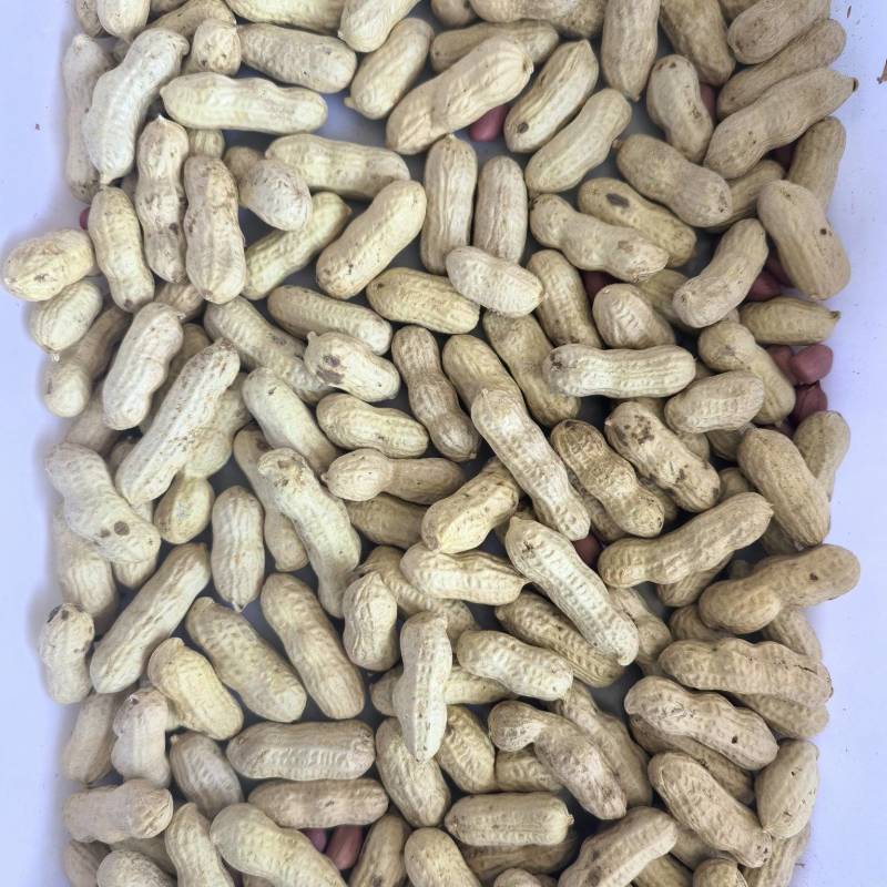 新货干花生代壳新鲜吃法多样量充足发全国