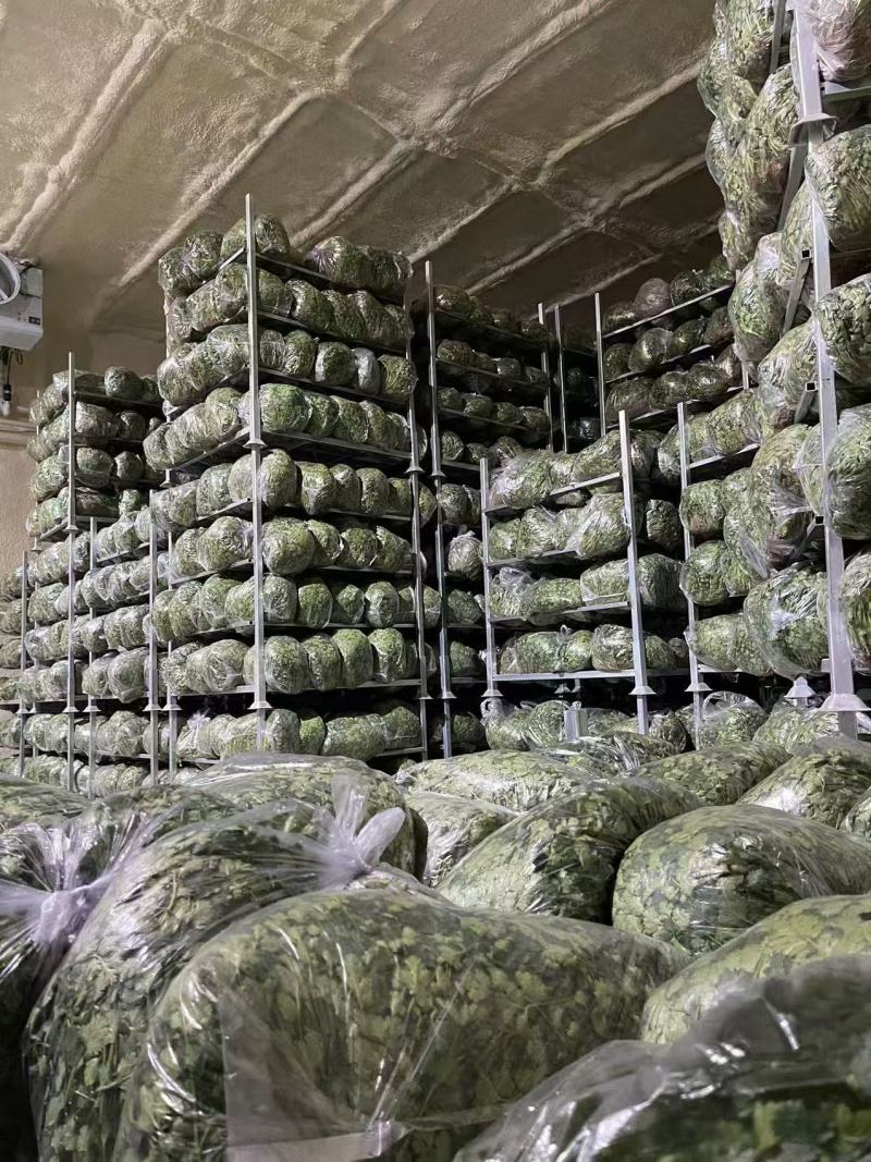新品铁杆青中叶一级香菜价格透明市场直发质量保证