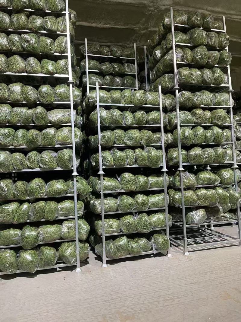 新品铁杆青中叶一级香菜价格透明市场直发质量保证