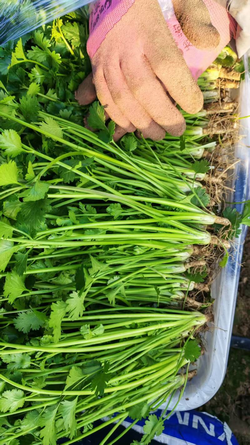新品铁杆青中叶一级香菜价格透明市场直发质量保证