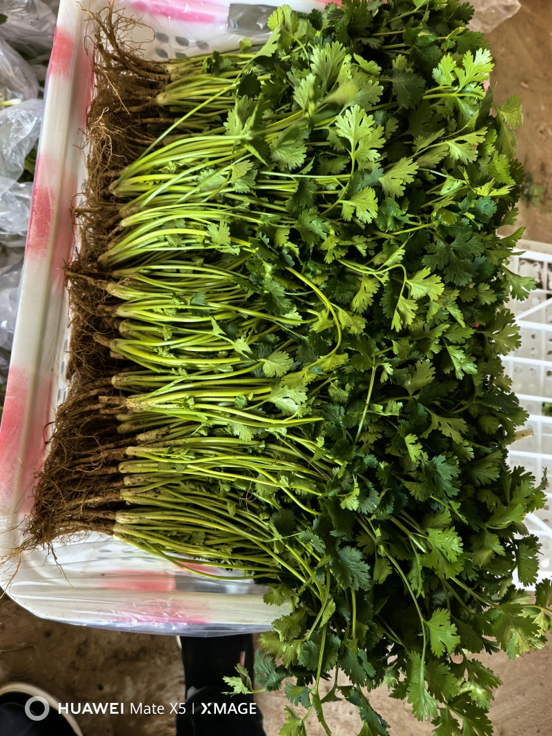 新品铁杆青中叶一级香菜价格透明市场直发质量保证