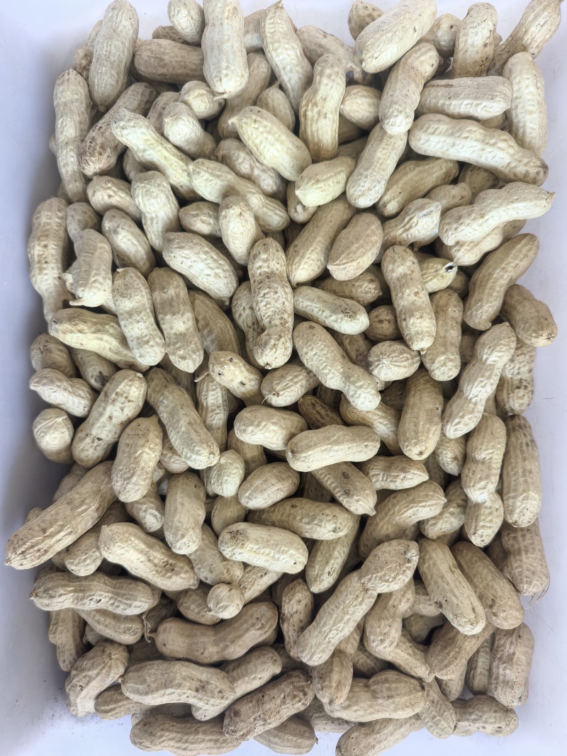新货干花生代壳新鲜吃法多样量充足发全国