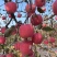 苹果/红富士苹果/山东烟台红富士苹果大量上市/对接全国