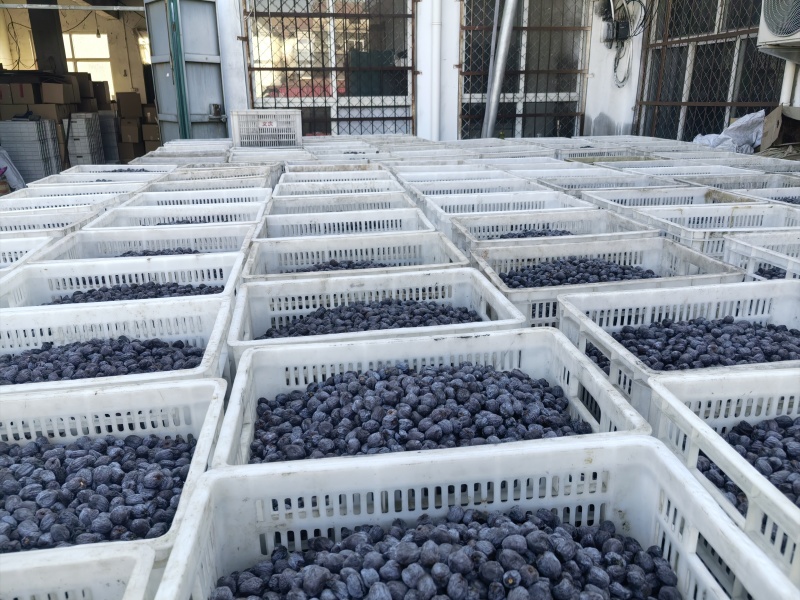 太行山无核黑枣热卖中