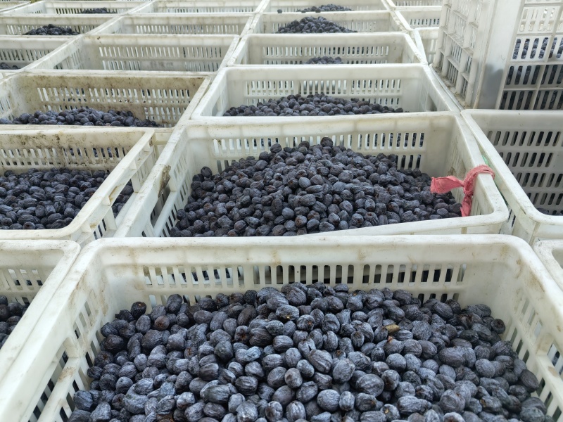 太行山无核黑枣热卖中