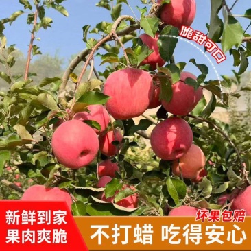 山西临汾乡宁县红富士苹果个大饱满脆甜多汁