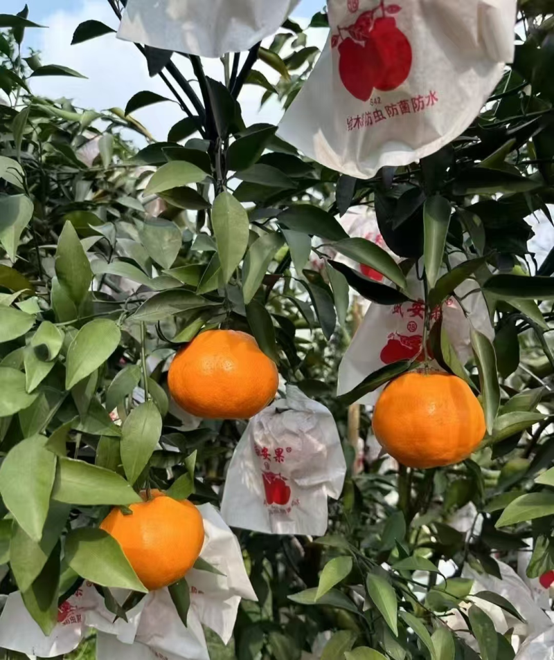 【万人好评】春见柑桔四川耙耙柑现摘现发量大优惠