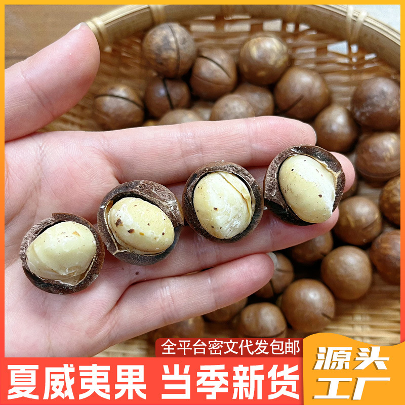 夏威夷果一件代发