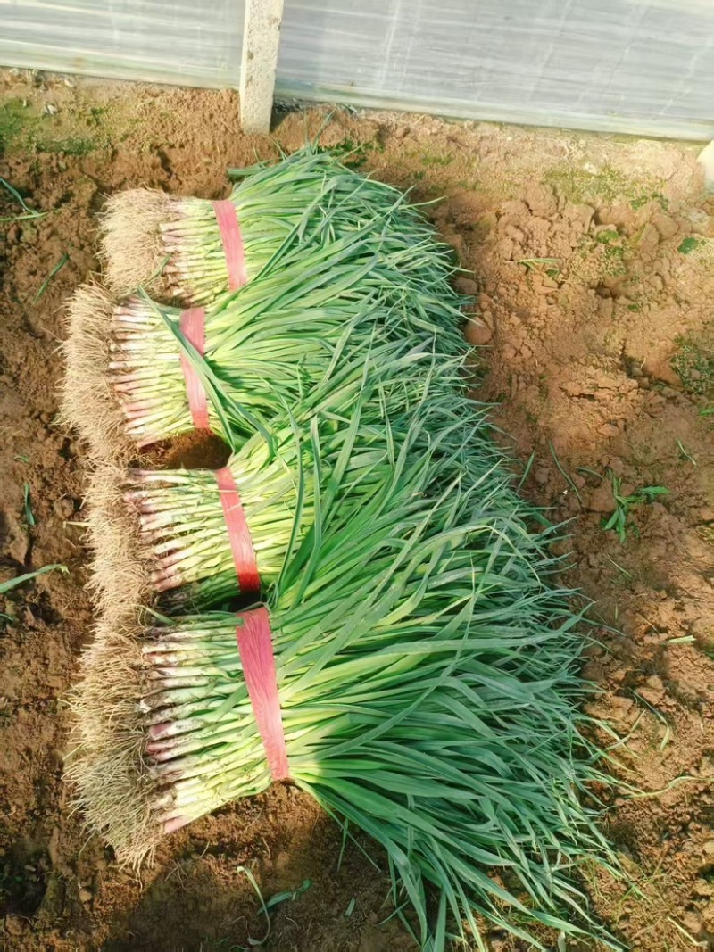 【热销】红根蒜苗大量上市，量大从优，全国发货，欢迎选购