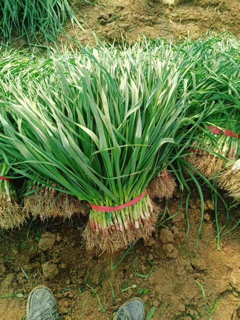 【热销】红根蒜苗大量上市，量大从优，全国发货，欢迎选购
