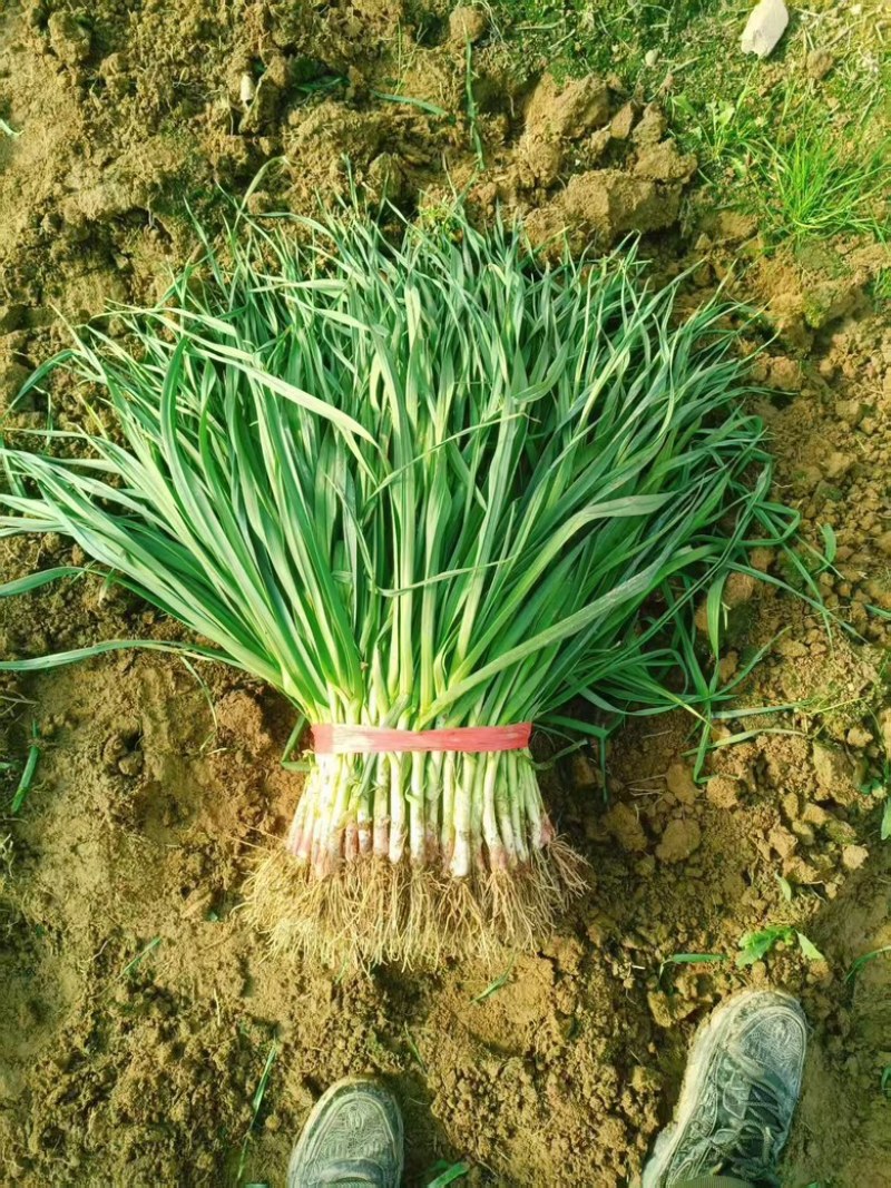【热销】红根蒜苗大量上市，量大从优，全国发货，欢迎选购