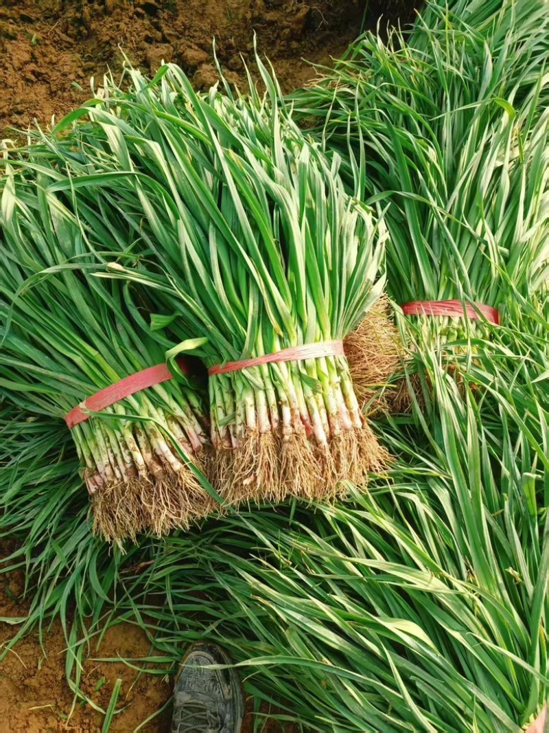 【热销】红根蒜苗大量上市，量大从优，全国发货，欢迎选购