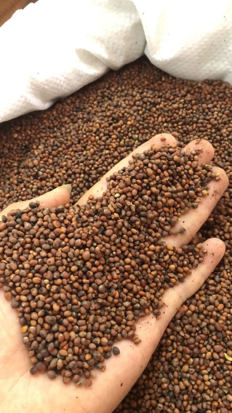 中药材莱菔子生莱菔子炒莱菔子干净无杂质规格齐全