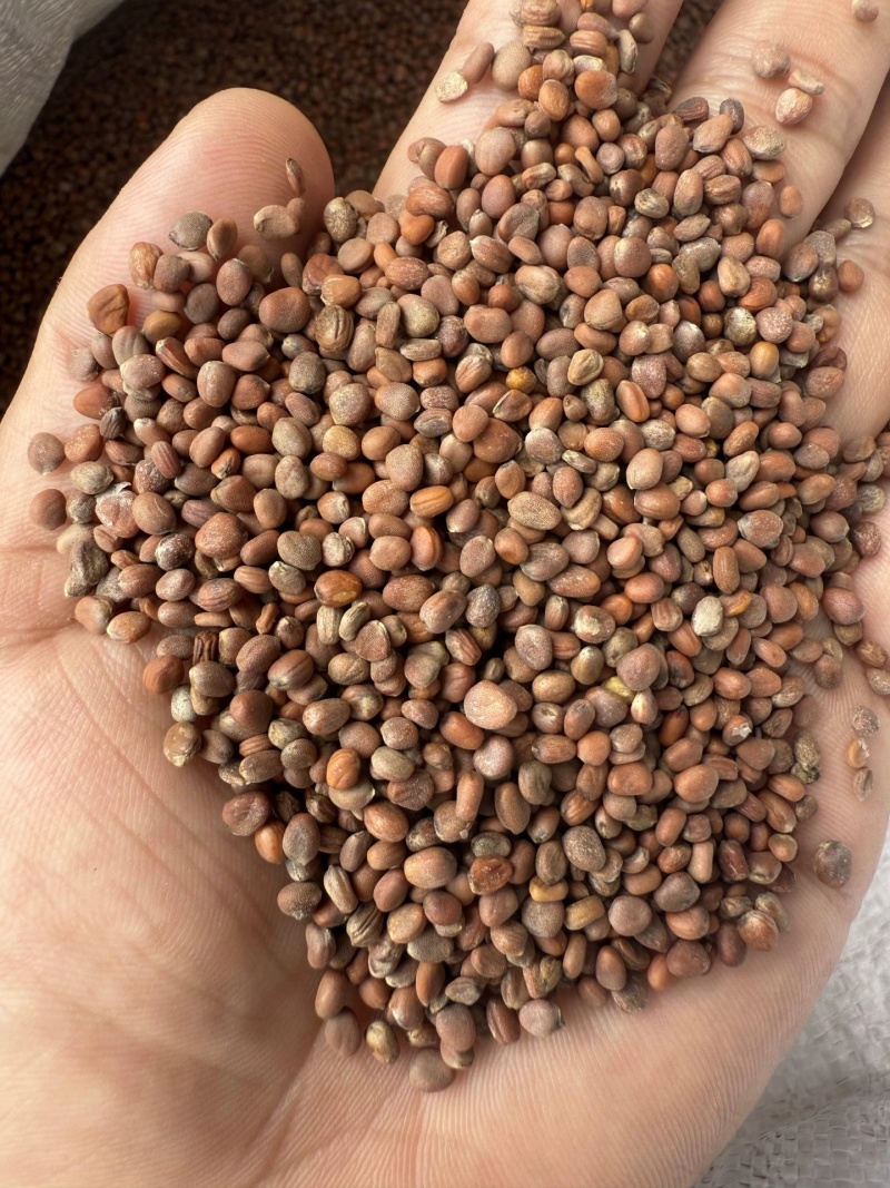 中药材莱菔子生莱菔子炒莱菔子干净无杂质规格齐全