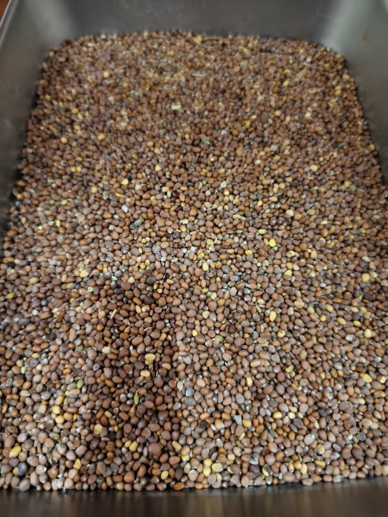 中药材莱菔子生莱菔子炒莱菔子干净无杂质规格齐全