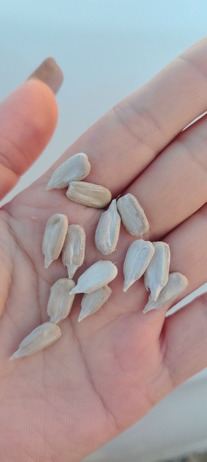 无坏籽颗粒大仁饱满精品大颗粒瓜子口感嘎嘎香