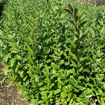水蜡苗高度50直销。青叶水蜡苗。耐寒性强。成活