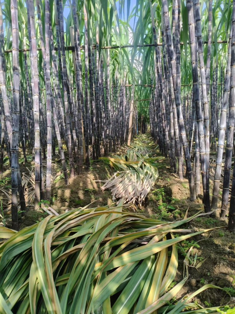广西崇左黑皮甘蔗对接各大市场品质保证代发全国