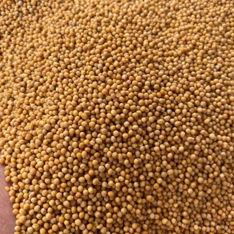 中药材白芥子干净无杂质新货白芥子规格齐全量大从优