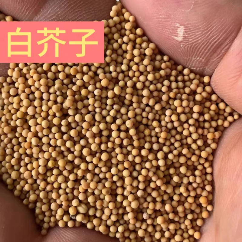 中药材白芥子干净无杂质新货白芥子规格齐全量大从优