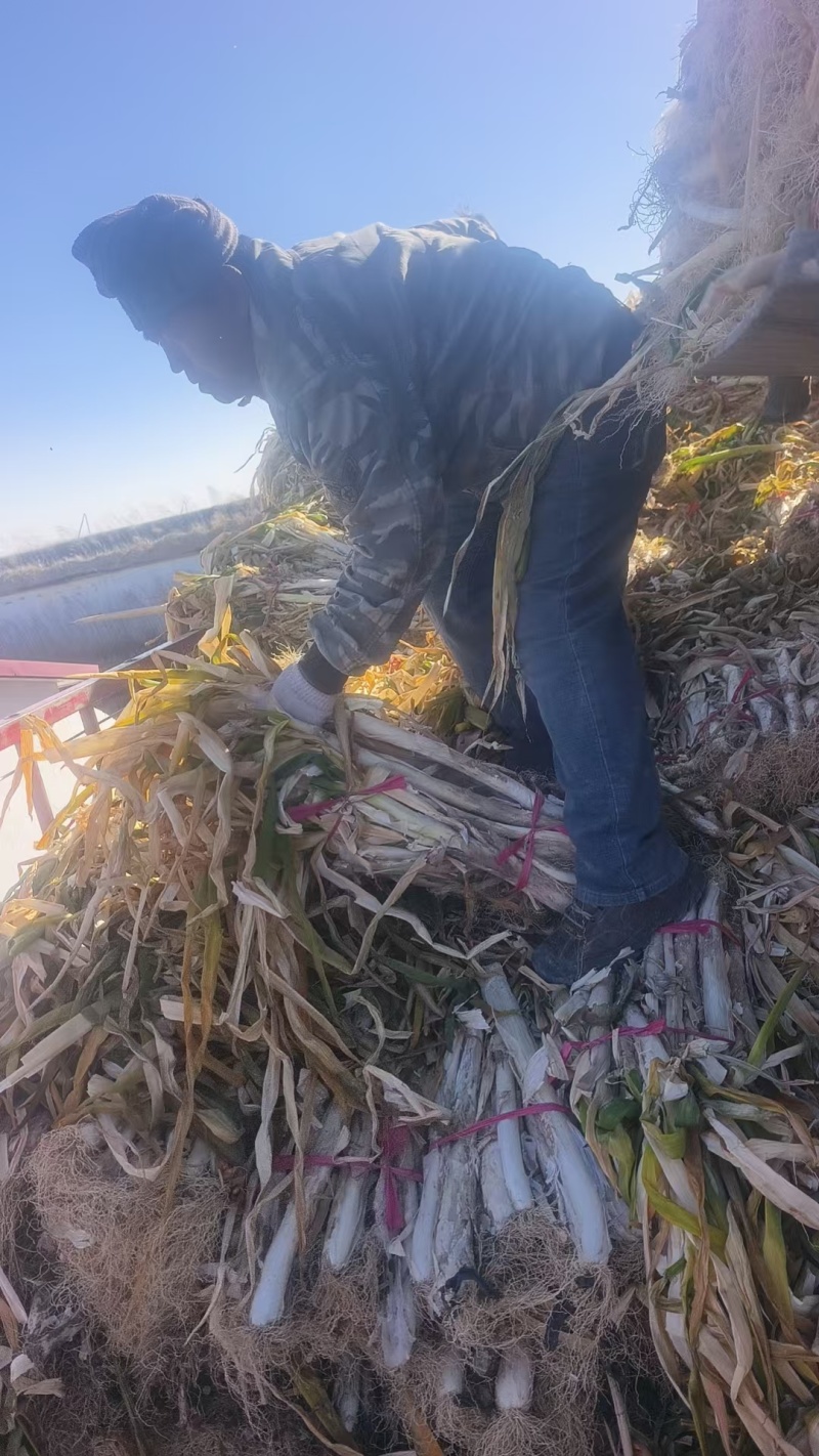 产地直销长白干葱！有需要的老板预定了