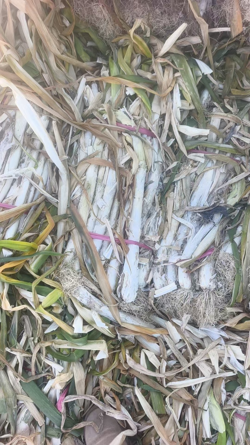 产地直销长白干葱！有需要的老板预定了