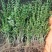 水蜡苗高度50直销。青叶水蜡苗。耐寒性强。成活