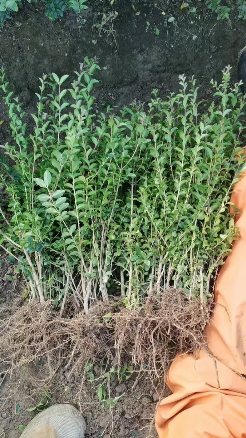 水蜡苗高度50直销。青叶水蜡苗。耐寒性强。成活