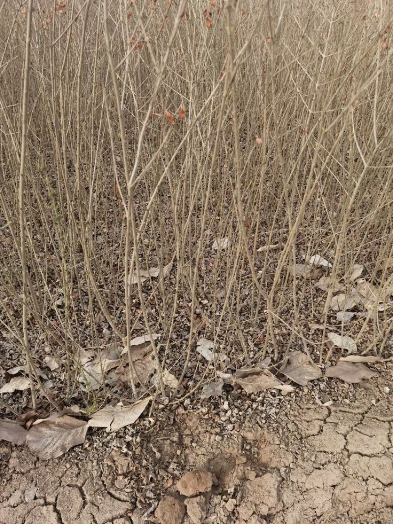 水蜡苗高度50直销。青叶水蜡苗。耐寒性强。成活