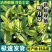 明月草富贵菜白凤菜鸡毛菜鲜叶