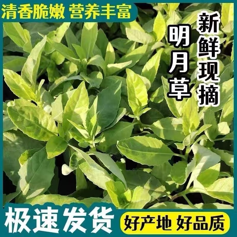 明月草富贵菜白凤菜鸡毛菜鲜叶