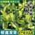 明月草富贵菜白凤菜鸡毛菜鲜叶